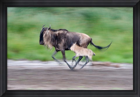 Framed Newborn wildebeest calf running with its mother, Ndutu, Ngorongoro, Tanzania Print