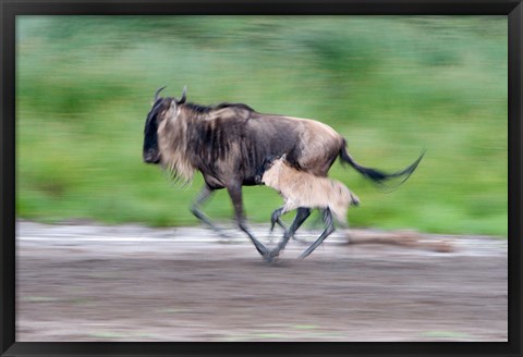 Framed Newborn wildebeest calf running with its mother, Ndutu, Ngorongoro, Tanzania Print