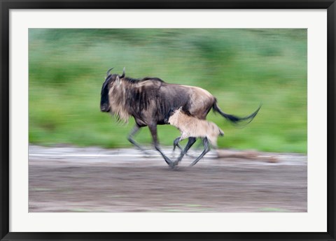 Framed Newborn wildebeest calf running with its mother, Ndutu, Ngorongoro, Tanzania Print