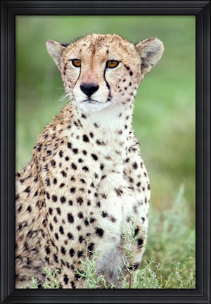 Framed Close-up of a female cheetah (Acinonyx jubatus) in a forest, Ndutu, Ngorongoro, Tanzania Print