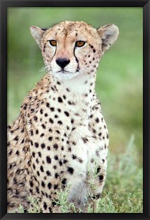 Framed Close-up of a female cheetah (Acinonyx jubatus) in a forest, Ndutu, Ngorongoro, Tanzania Print