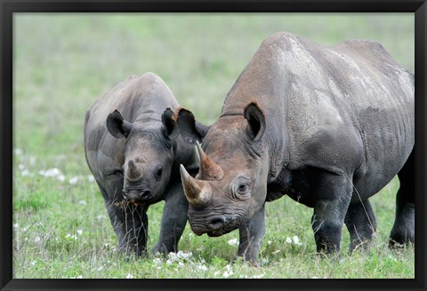 Framed Black rhinoceros (Diceros bicornis) in a field, Ngorongoro Crater, Ngorongoro, Tanzania Print