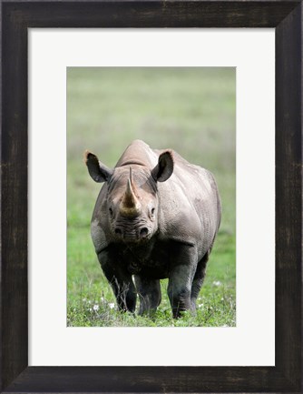 Framed Black rhinoceros (Diceros bicornis) standing in a field, Ngorongoro Crater, Ngorongoro, Tanzania Print