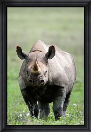 Framed Black rhinoceros (Diceros bicornis) standing in a field, Ngorongoro Crater, Ngorongoro, Tanzania Print
