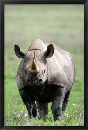 Framed Black rhinoceros (Diceros bicornis) standing in a field, Ngorongoro Crater, Ngorongoro, Tanzania Print