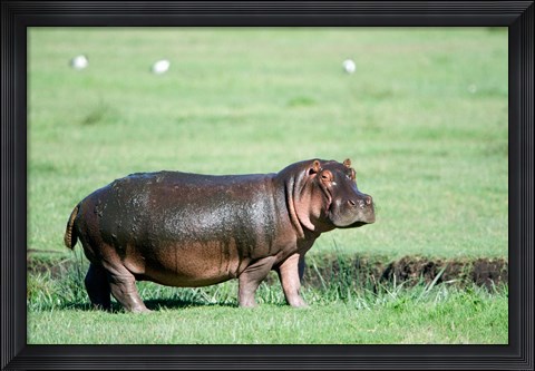 Framed Hippopotamus (Hippopotamus amphibius) in a field, Ngorongoro Crater, Ngorongoro, Tanzania Print