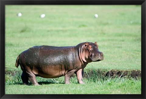 Framed Hippopotamus (Hippopotamus amphibius) in a field, Ngorongoro Crater, Ngorongoro, Tanzania Print