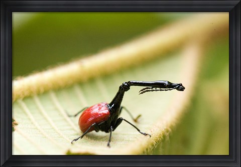 Framed Close-up of a Giraffe Weevil (Trachelophorus giraffa) on a Leaf, Andasibe-Mantadia National Park, Madagascar Print