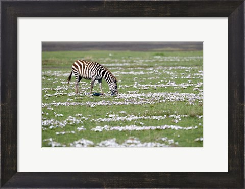 Framed Burchell&#39;s zebra (Equus burchelli) grazing in a field, Ngorongoro Crater, Ngorongoro, Tanzania Print
