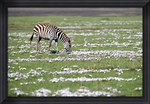 Framed Burchell's zebra (Equus burchelli) grazing in a field, Ngorongoro Crater, Ngorongoro, Tanzania Print