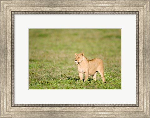 Framed Lioness (Panthera leo) standing in a field, Ngorongoro Crater, Ngorongoro, Tanzania Print