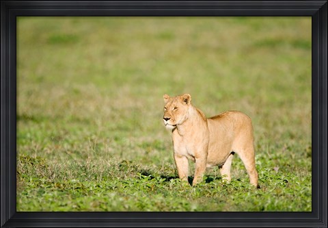Framed Lioness (Panthera leo) standing in a field, Ngorongoro Crater, Ngorongoro, Tanzania Print