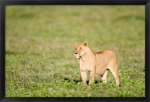 Framed Lioness (Panthera leo) standing in a field, Ngorongoro Crater, Ngorongoro, Tanzania Print