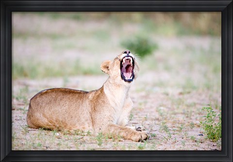Framed Lioness Yawning in a Forest, Tarangire National Park, Tanzania Print