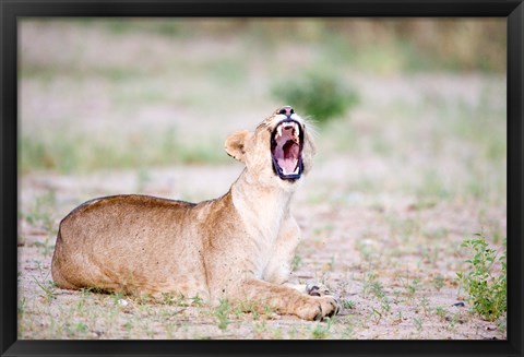 Framed Lioness Yawning in a Forest, Tarangire National Park, Tanzania Print