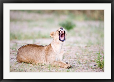 Framed Lioness Yawning in a Forest, Tarangire National Park, Tanzania Print