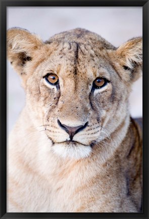 Framed Close-up of a lioness (Panthera leo), Tarangire National Park, Tanzania Print