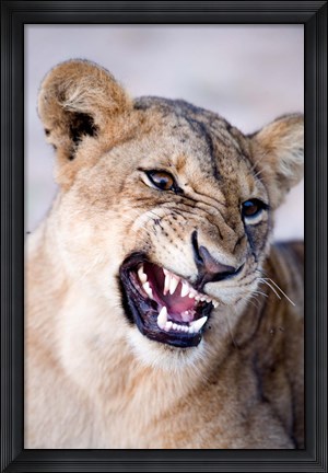 Framed Close-up of a lioness (Panthera leo) looking angry, Tarangire National Park, Tanzania Print