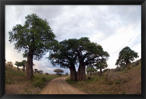 Framed Baobab Trees (Adansonia digitata) in a forest, Tarangire National Park, Tanzania Print