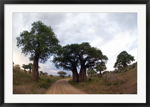 Framed Baobab Trees (Adansonia digitata) in a forest, Tarangire National Park, Tanzania Print