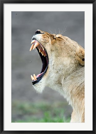 Framed Close-up of a lioness (Panthera leo), Ndutu, Ngorongoro, Tanzania Print