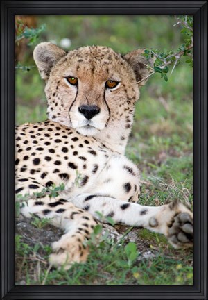 Framed Head of a Cheetah, Ndutu, Ngorongoro, Tanzania Print