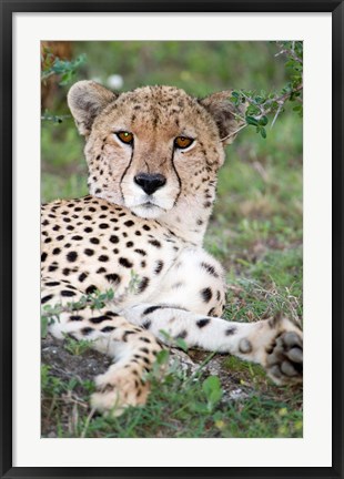 Framed Head of a Cheetah, Ndutu, Ngorongoro, Tanzania Print