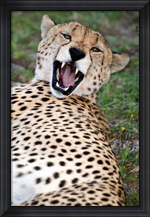 Framed Snarling Cheetah, Ndutu, Ngorongoro, Tanzania Print