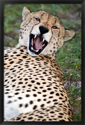 Framed Snarling Cheetah, Ndutu, Ngorongoro, Tanzania Print