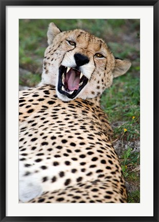 Framed Snarling Cheetah, Ndutu, Ngorongoro, Tanzania Print