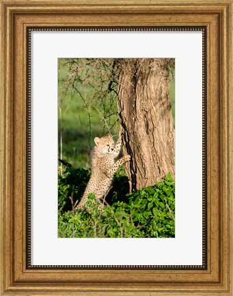 Framed Cheetah Cub Against a Tree, Ndutu, Ngorongoro, Tanzania Print
