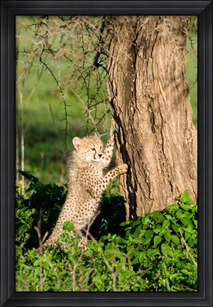 Framed Cheetah Cub Against a Tree, Ndutu, Ngorongoro, Tanzania Print