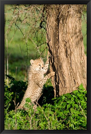 Framed Cheetah Cub Against a Tree, Ndutu, Ngorongoro, Tanzania Print