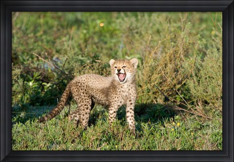 Framed Cheetah cub (Acinonyx jubatus) yawning in a forest, Ndutu, Ngorongoro, Tanzania Print
