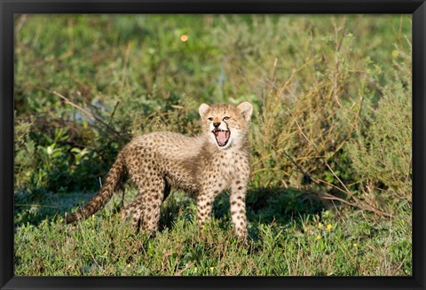 Framed Cheetah cub (Acinonyx jubatus) yawning in a forest, Ndutu, Ngorongoro, Tanzania Print