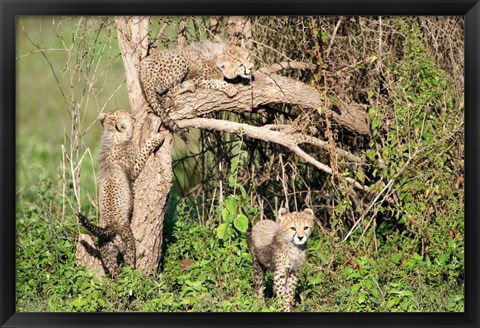 Framed Cheetah Cubs Climbing a Tree, Ndutu, Ngorongoro, Tanzania Print