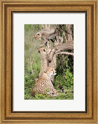 Framed Cheetah cubs (Acinonyx jubatus) with their mother in a forest, Ndutu, Ngorongoro, Tanzania Print