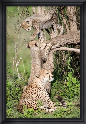 Framed Cheetah cubs (Acinonyx jubatus) with their mother in a forest, Ndutu, Ngorongoro, Tanzania Print