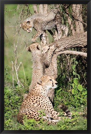 Framed Cheetah cubs (Acinonyx jubatus) with their mother in a forest, Ndutu, Ngorongoro, Tanzania Print