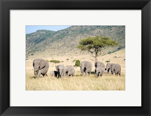 Framed African Elephants (Loxodonta africana) in a Forest, Masai Mara National Reserve, Kenya Print
