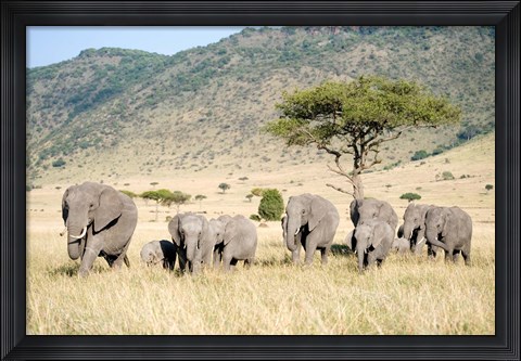 Framed African Elephants (Loxodonta africana) in a Forest, Masai Mara National Reserve, Kenya Print