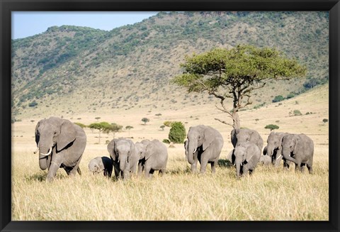 Framed African Elephants (Loxodonta africana) in a Forest, Masai Mara National Reserve, Kenya Print
