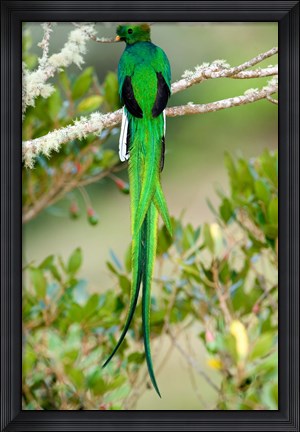 Framed Close-up of a Resplendent Quetzal (Pharomachrus mocinno) perching on a branch, Savegre, Costa Rica Print