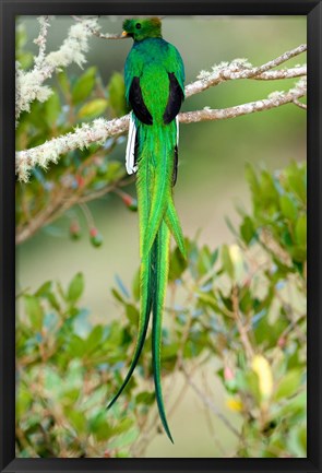 Framed Close-up of a Resplendent Quetzal (Pharomachrus mocinno) perching on a branch, Savegre, Costa Rica Print
