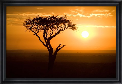 Framed Silhouette of tree at dusk, Tanzania Print