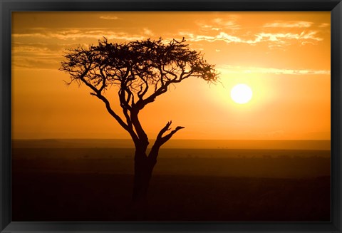 Framed Silhouette of tree at dusk, Tanzania Print