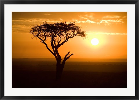 Framed Silhouette of tree at dusk, Tanzania Print