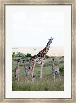 Framed Masai giraffes (Giraffa camelopardalis tippelskirchi) and calves in a forest, Masai Mara National Reserve, Kenya Print