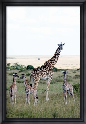 Framed Masai giraffes (Giraffa camelopardalis tippelskirchi) and calves in a forest, Masai Mara National Reserve, Kenya Print