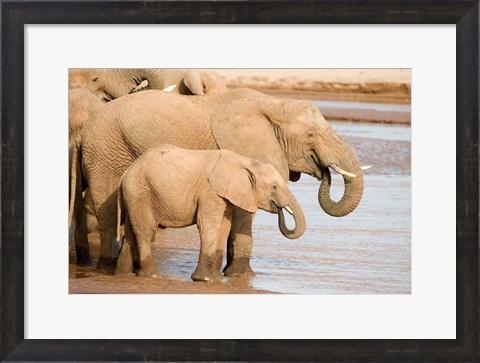 Framed African elephants (Loxodonta africana) drinking water, Samburu National Park, Rift Valley Province, Kenya Print